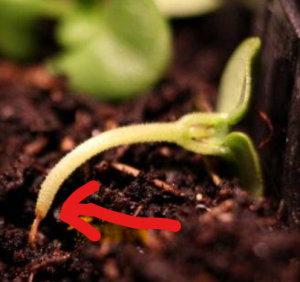 Bébés Tomates 2015 : Attention à la fonte des semis !