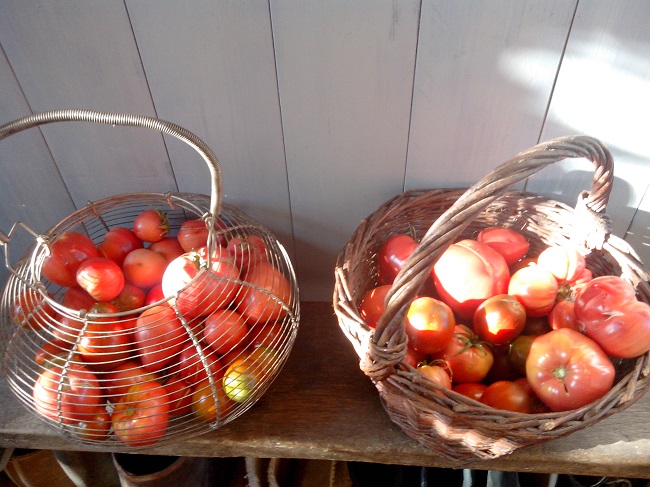 récolte de tomates 2015