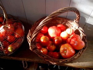 tomates exquises du jardin