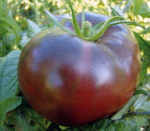 tomate-noire-crimee