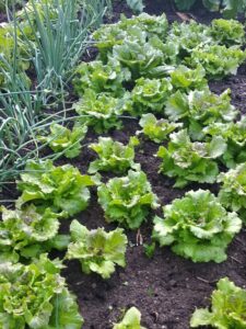 Autonomie alimentaire et jardin vivrier…