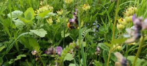 Fleurs du printemps: Petits joyaux de saison !