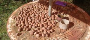 jardin avant l'hiver jardin avant l'hiver