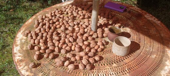 jardin avant l'hiver